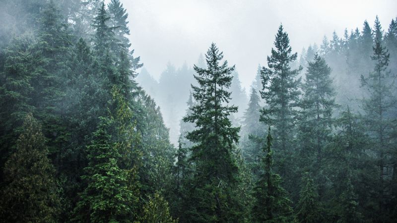 Làm thế nào để xây dựng Evergreen Content